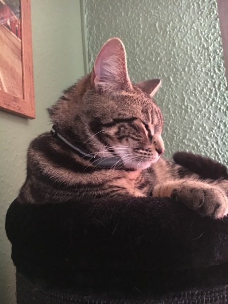 What's your dcat doing today?