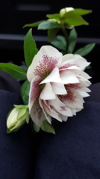 In praise of hellebores...