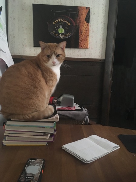What's your dcat doing today?