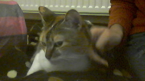 Is your cat as thick as mine? (with picture)