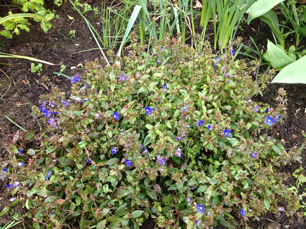 Tell me what is flowering in your garden today.
