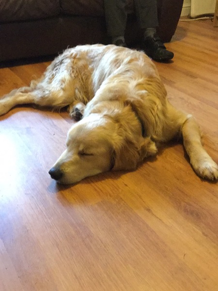 Working from home - with a big dog