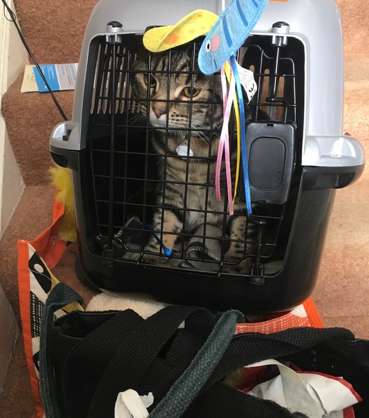 What's your dcat doing today?