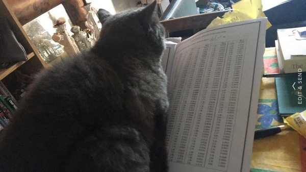 What's your dcat doing today?