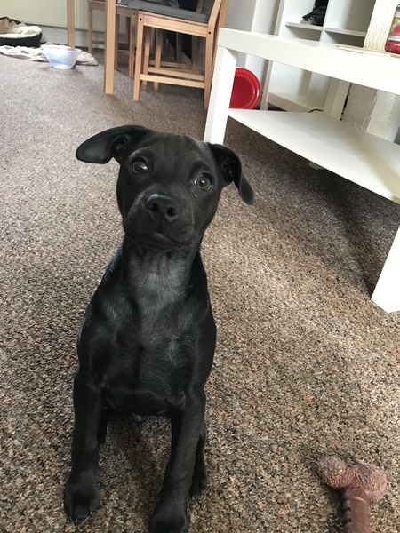Does anyone fancy a 'puppy survival' thread?