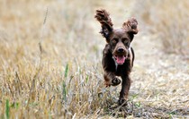 Has anybody had a good experience with a rescue dog?