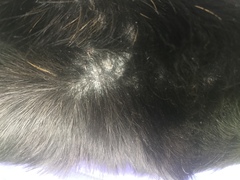 Collecting my piggies today!