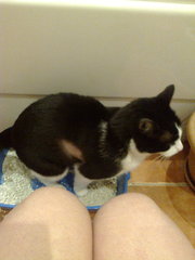 Why does my cat go to the litter tray almost every time I go to the loo ?