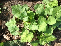 What plant is this please?