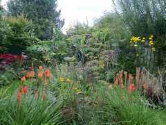 Calling shovetheholly and other gardeners! Help!