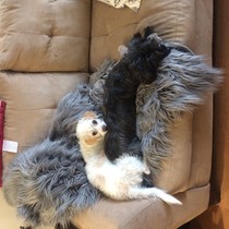 Has anybody had a good experience with a rescue dog?