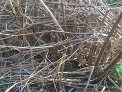 Any one know if this could be Japanese Knotweed? (Inc pics)