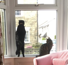 I think they want to go out (pic)