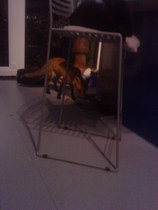To help a mangy scrap of fox?