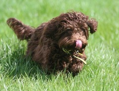 Has anybody had a good experience with a rescue dog?