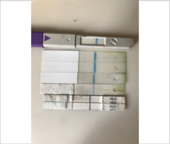 All evap lines or faint positives, please advice..