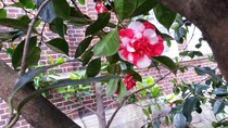 Two tone rose tree?