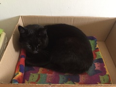 What's your dcat doing today?
