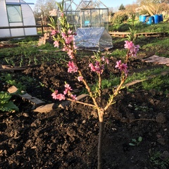 Allotment/Veg Patch -Thread  8 - Its spring - time to get busy!