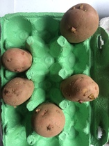 Allotment/Veg Patch -Thread  8 - Its spring - time to get busy!