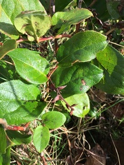 Plant identification please!