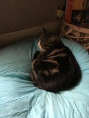 May 2017 #9 3rd trimester!