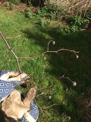 Identifying a plant... without a picture!