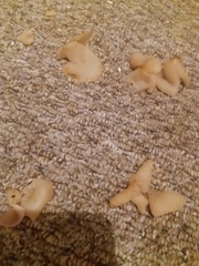 Fungus actual mushrooms in my carpet