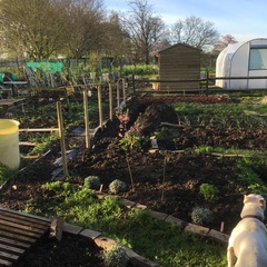 Allotment/Veg Patch -Thread  8 - Its spring - time to get busy!
