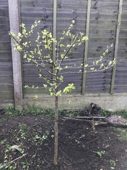 Potential tree discovery