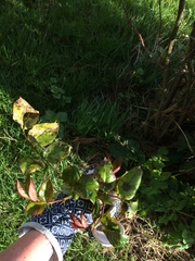 Identifying a plant... without a picture!