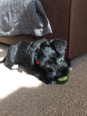 Does anyone fancy a 'puppy survival' thread?