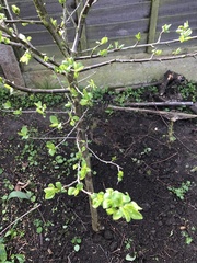 Potential tree discovery