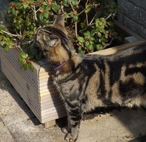 Help please poorly kitten
