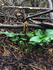 Is this a weed?