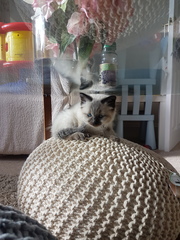 Please name my kitten (pictures)