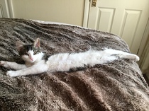 Cat sitting - any advice?