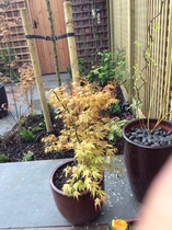Tell me what is flowering in your garden today.