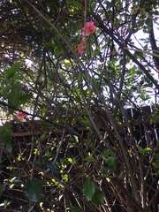 Is this a quince tree?