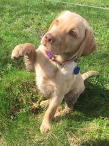 Does anyone fancy a 'puppy survival' thread?