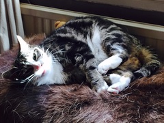 May 2017 #9 3rd trimester!