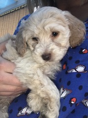 Does anyone fancy a 'puppy survival' thread?