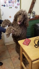 So, just gone and bought a standard poodle pup.