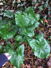 Is this a weed?
