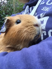 Collecting my piggies today!