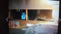 To help a mangy scrap of fox?