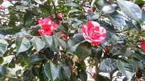 Two tone rose tree?