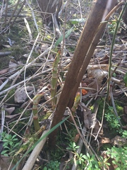 Any one know if this could be Japanese Knotweed? (Inc pics)