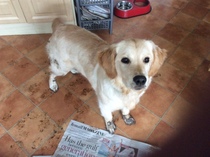 Genuine puppy proof toys