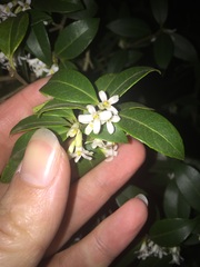 Sweet smelling garden